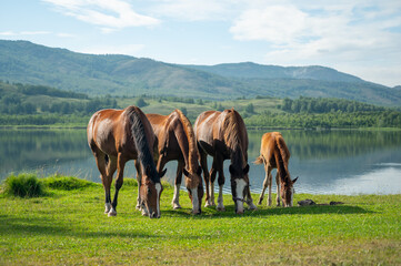 Group of 4 brown horses eating grass on pasture synchronously