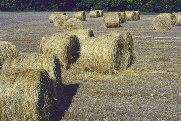 large rolls of hay randomly arranged
