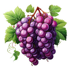 Fototapeta premium Purple red black grapes . Clipart PNG image . Transparent background . Cartoon vector style . Generative AI