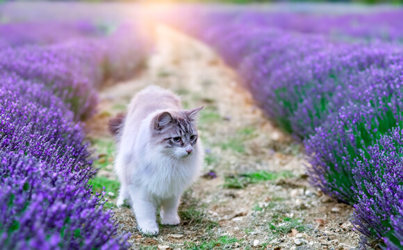 birman cat in nature