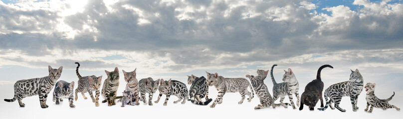 Fototapeta na wymiar bengal cats