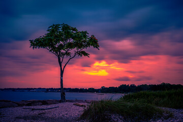Fototapeta na wymiar Milford Connecticut Sunset Seascape with a lone hickory tree over the jetty at Silver Sands State Park, Charles Island view on Long Island Sound Beach
