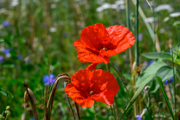 Macro photo of 2 open red poppy flowers among the green grass in the sunlight.