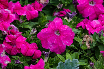 Pink petunia grandiflora flowers in raindrops