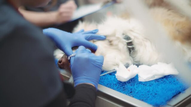 A vet doctor cleaning dog's teeth during a dental procedure. Slow motion. 