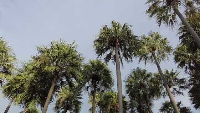 4K Carnauba wax palm in the wind