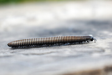 Close-up of Millipede Walking on the Ground