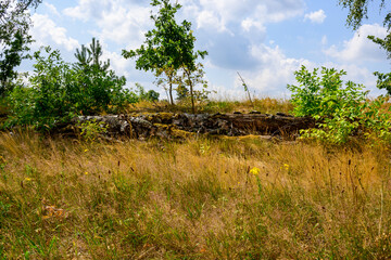 Fototapeta premium Natural landscape with yellow grass, green trees and an old tree trunk at a blue sky with clouds.