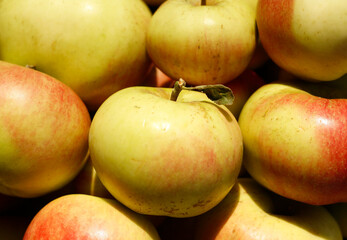 To be unique or to be special is shown with photo of apple with the leaf. Photo of the gathered harvest of apples