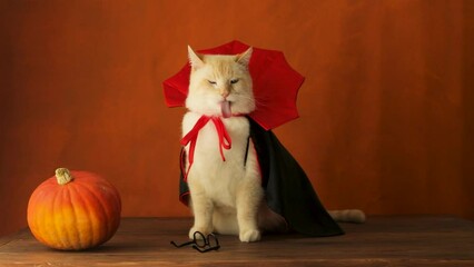 The cat licks, the cat sits in a vampire costume on Halloween