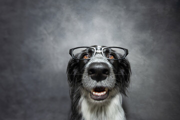 Portrait happy and clever puppy dog wearing glasses. Isolated on grey background. Back to school...