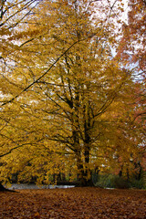 Fototapeta premium autumn tree in the park