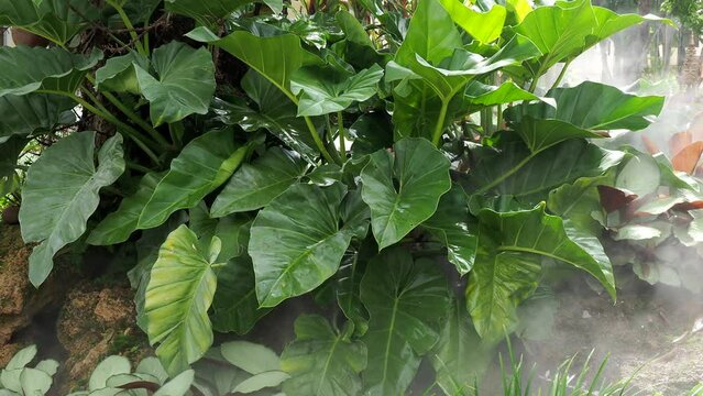 Green leaves that resemble long leaves. In Selective focus caladium leaves with green natural