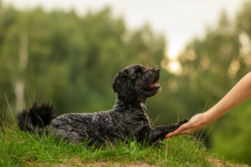 Dog training, cute black maltipoo dog doing tricks in the park, smart dog follows commands to give and shake paws