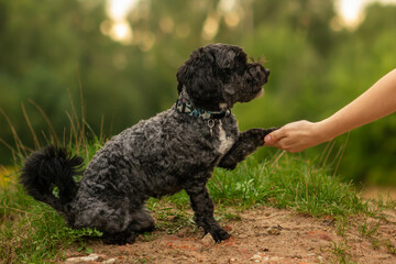 Dog training, cute black maltipoo dog doing tricks in the park, smart dog follows commands to give and shake paws