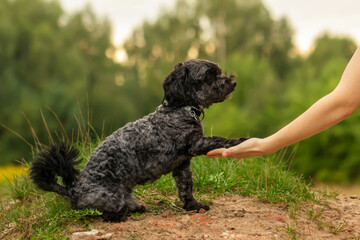 Dog training, cute black maltipoo dog doing tricks in the park, smart dog follows commands to give and shake paws