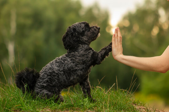 Successful pet business owner with happy dogs - representing the growth and success potential of owning 5.dog domain