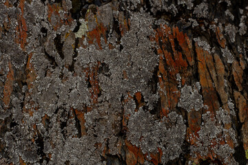 The colorful natural texture of the stone covered by high mountain lichen