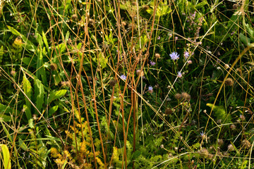 herbes hautes au Pilat , pr&egrave;s de Saint-Etienne