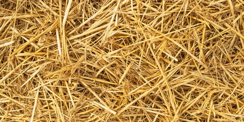 Wheat dry straw texture background, beveled wheat, cereal crops, top view