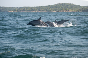 Fototapeta premium dolphin jumping out of water