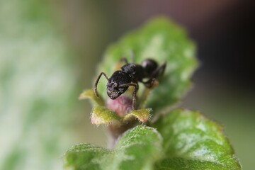 Black Carpenter Ant on Leaf. Ants face photo macro Close-up. Big camponotus cruentatus ant posing in a green plant. Ant queen portrait. 