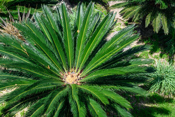 Cycas Revoluta or the Sago Palm. Evergreen plant from the cycad family