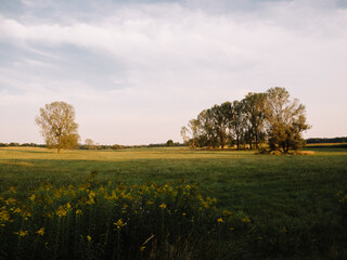 landscape with trees, sunset scenery