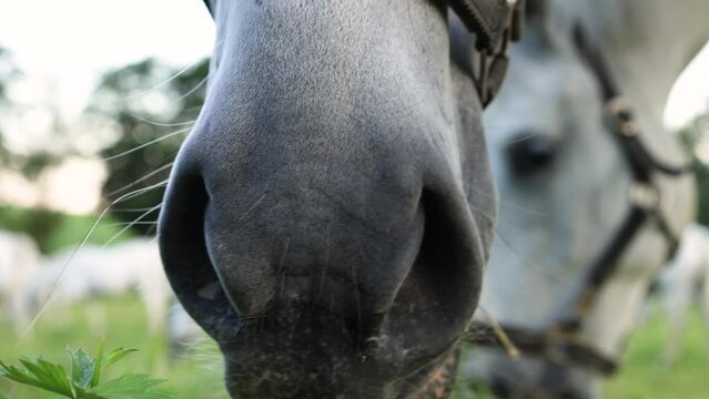 The horse's lips and nose close-up, the horse grazing and eating grass