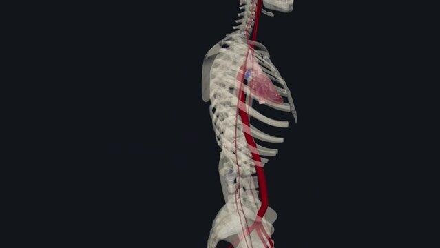 The largest artery in the body is the aorta and it is divided into four parts: ascending aorta, aortic arch, thoracic aorta, and abdominal aorta