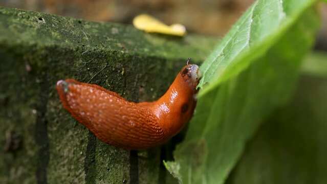 Close up of garden slug eating green cucumber leaves
