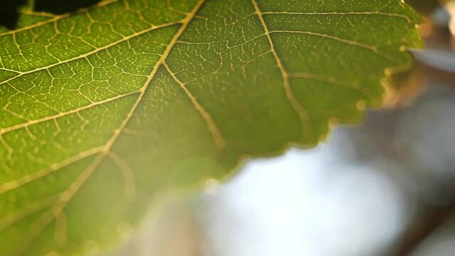 Green leaf macro detail