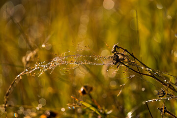 wonderful morning on the mountains - a meadow in the sunlight with dewdrops on the plants