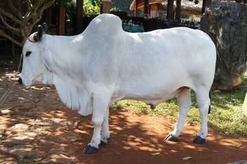 White Bull