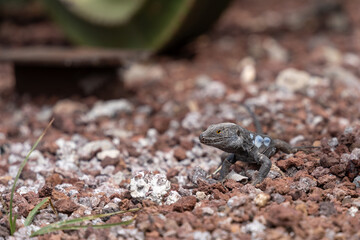 Gallotia galloti is a species of lacertid (wall lizard) in the genus Gallotia. The species is found on the Canary Islands of Tenerife and La Palma. High quality photo