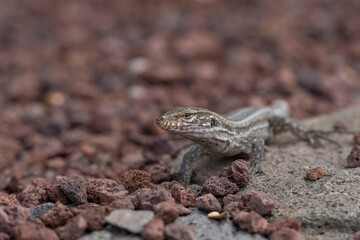 Young Tenerife lizard, (Gallotia galloti eisentrauti), leaning on a piece of wood, head portrait, close view. High quality photo