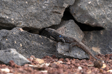 Male Gallot's lizard, (Gallotia galloti galloti), on volcanic rock and with rocks background, in the Teide national park, Tenerife, Canary islands. High quality photo