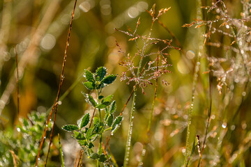 wonderful morning on the mountains - a meadow in the sunlight with dewdrops on the plants