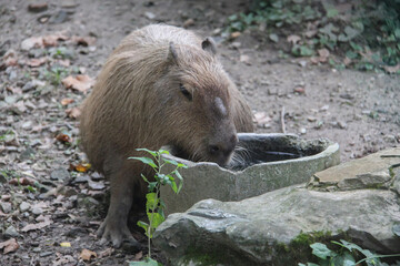 Capybaras, They always think about eating