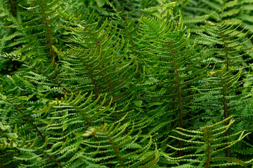 fern leaf background