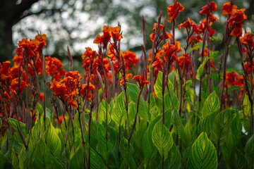 Obraz premium red flower iris in the garden