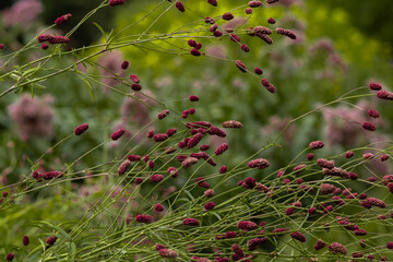 red ornamental flowers on a bush