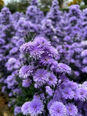 close up flower, purple margaret