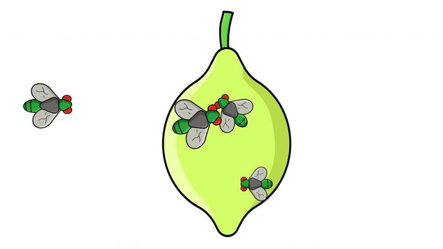 Animation of a lemon being surrounded by flies
