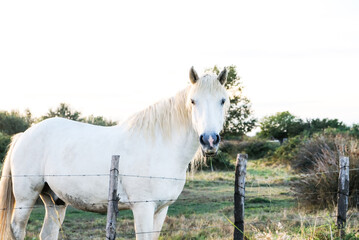 The Camargue horse grazing in the Camargue area in southern France, it is considered one of the...