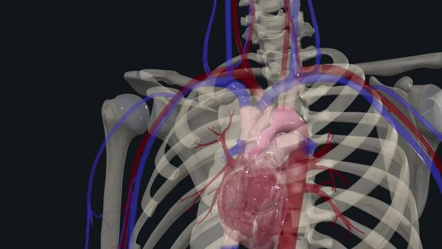 The great vessels of the heart include your aorta, pulmonary trunk, pulmonary veins and vena cava