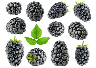 Collection of blackberry fruits with stem and leaf cut out