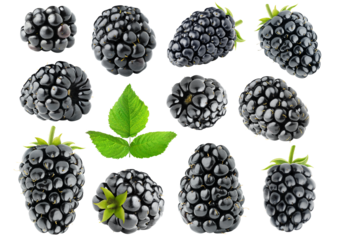 Collection of blackberry fruits with stem and leaf cut out