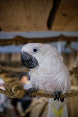white and yellow parrot