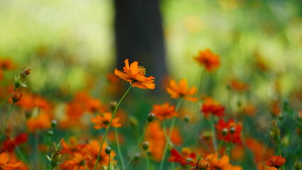 Obraz premium オレンジマリーゴルド1